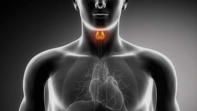 Parathyroïdes