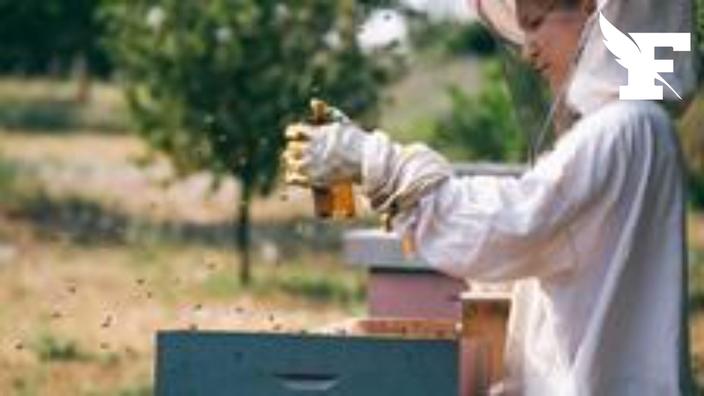 Apiculture : Les récoltes de miel en très forte baisse en Europe