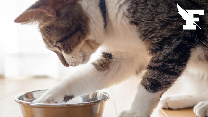 La consommation de lait est-elle recommandée pour votre chat ?