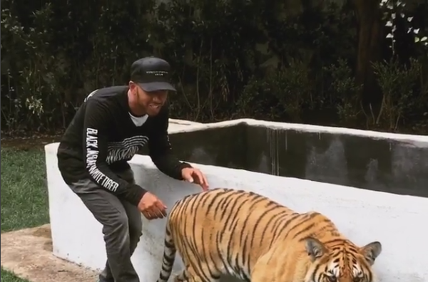 Quand Lewis Hamilton Fait Sursauter Un Tigre Formule 1 Auto Moto