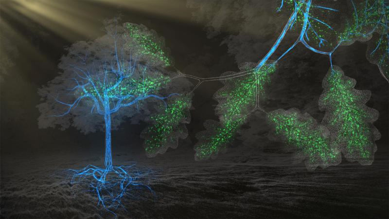 Le Genie Des Arbres France 5 Replay Programme TV - Le génie des arbres