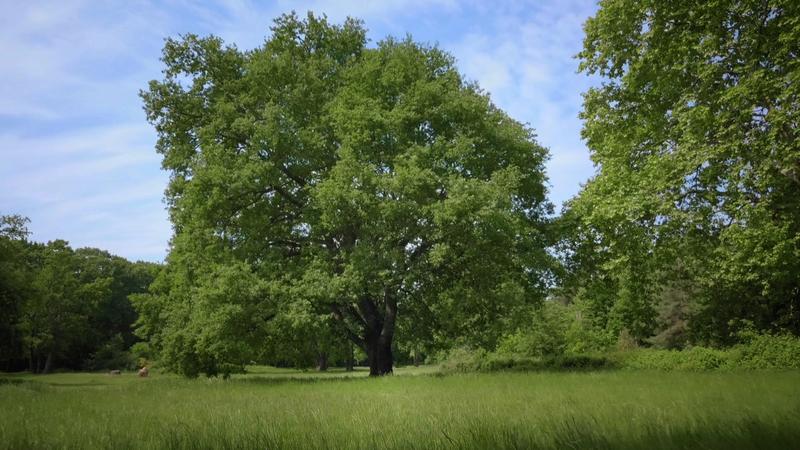Le Génie Des Arbres Replay France 5 Programme TV - Le génie des arbres