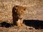 Au royaume des lions