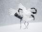 Vincent Munier, éternel émerveillé