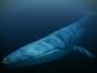 Le royaume de la baleine bleue
