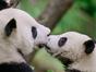 Destination Wild : Les merveilles de la Chine