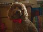 Waffle, le chien waouh