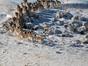Migration sauvage