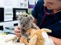 Australie : urgences faune sauvage