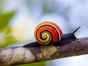 La vie en couleurs avec David Attenborough