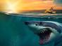 Shark Waters