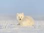 Merveilleuses créatures de l'Arctique