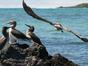 Les Galápagos : Un paradis secret