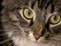 Heureux comme un chat
