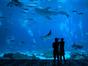 Nausicaá, le plus grand aquarium d'Europe