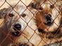 Chiens et chats sans collier