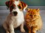Chiens et chats sans collier