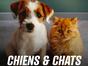Chiens et chats sans collier