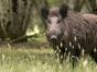 Le sanglier en questions