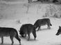 Remonter la piste du loup : une enquête scientifiqued