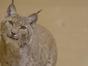 A la lisière, Lorane et le lynx boréal