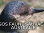 SOS faune sauvage - Australie