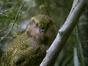 Origine native, Deidre et l'oiseau Kakapo