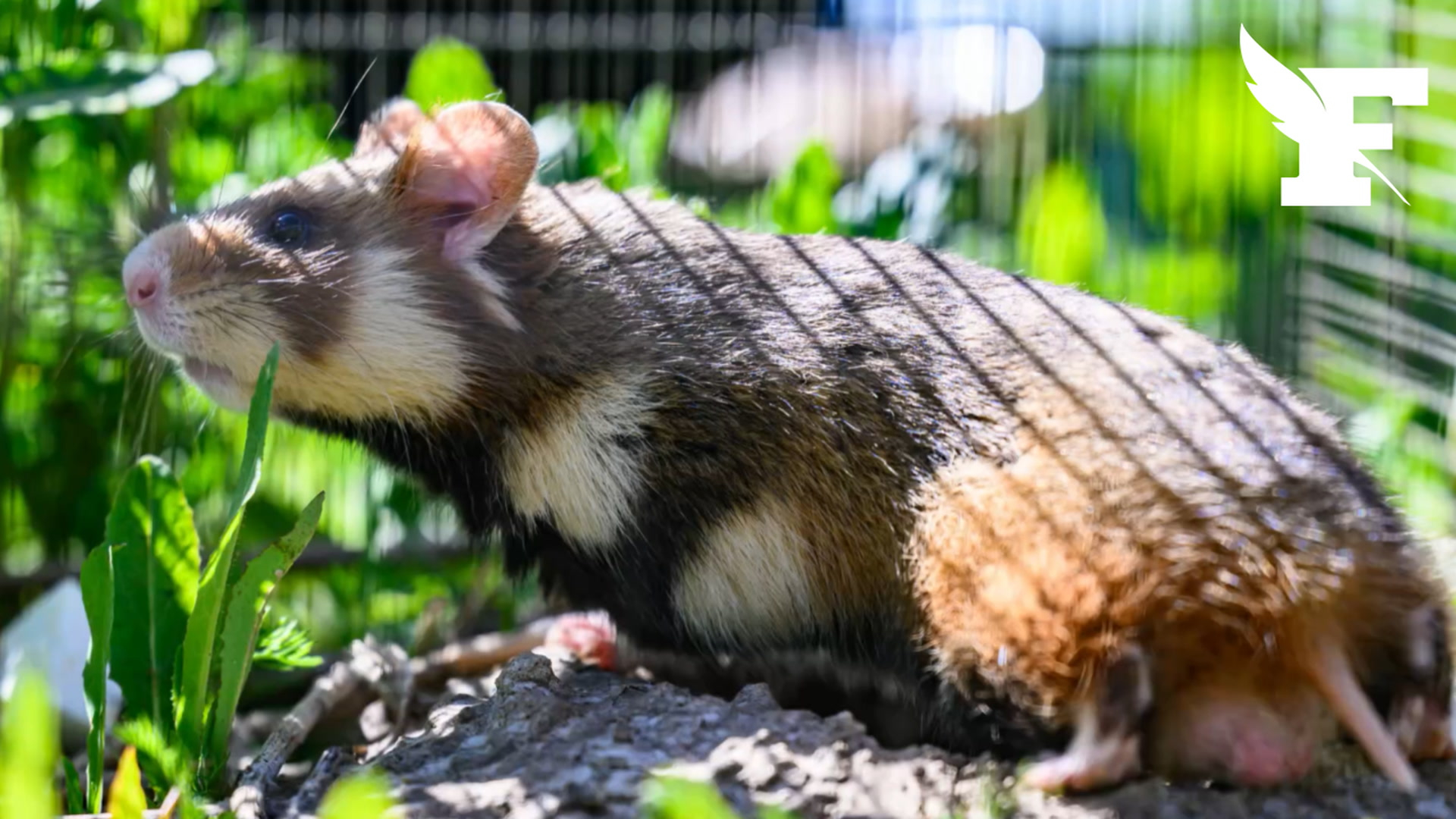 Japon : un tueur de hamsters arrêté