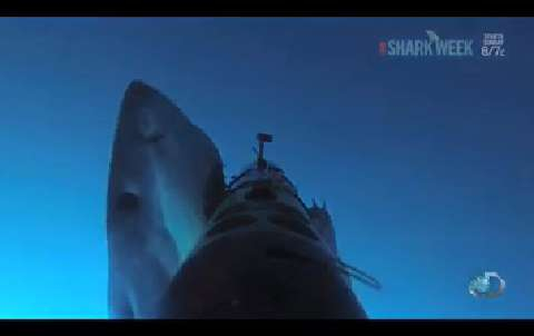 VIDÉO - Hawaï : ils nagent avec un requin blanc de six mètres de long