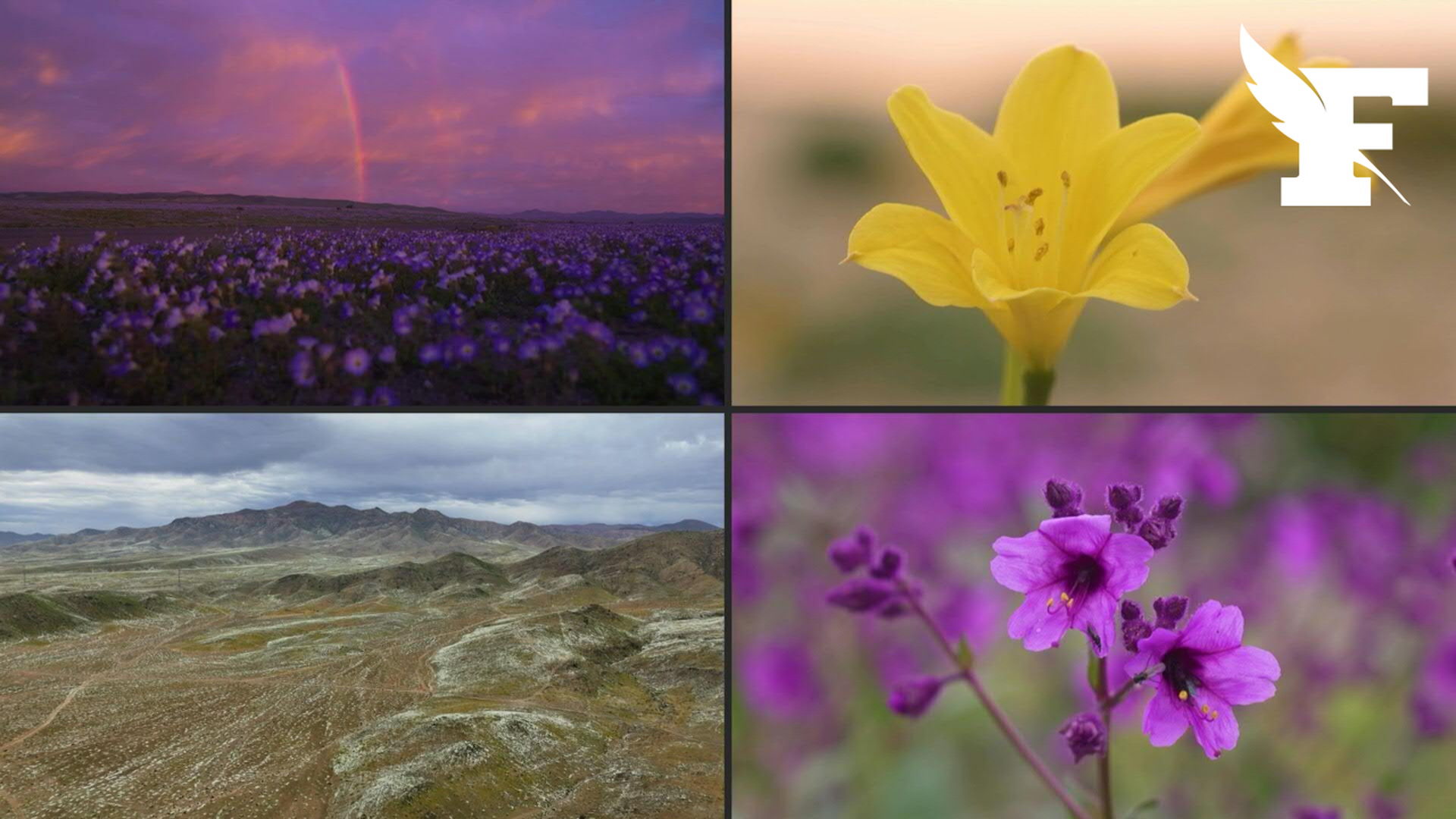 Les images féériques du «désert fleuri» provoqué par El Niño au Chili