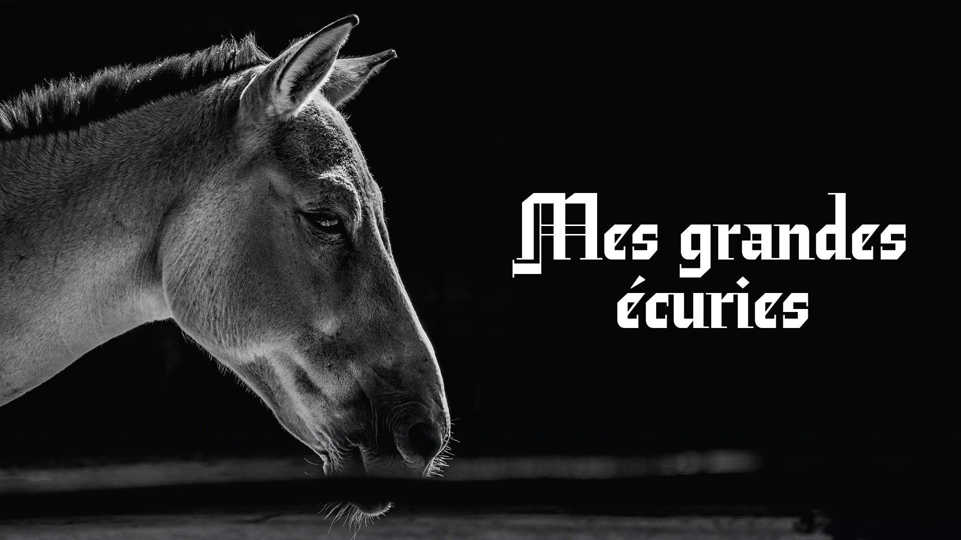Mes grandes écuries