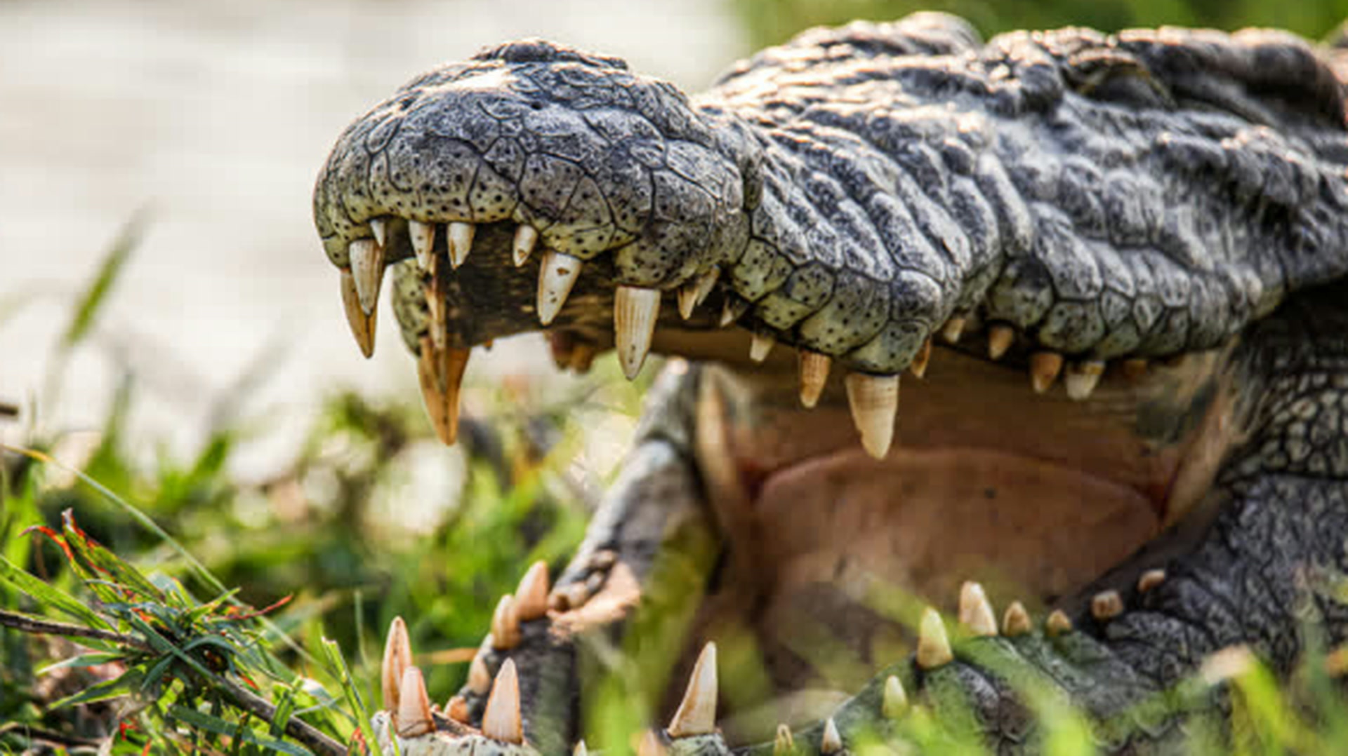 Israël ouvre la voie à l’utilisation de crocodiles pour sécuriser une prison de haute sécurité