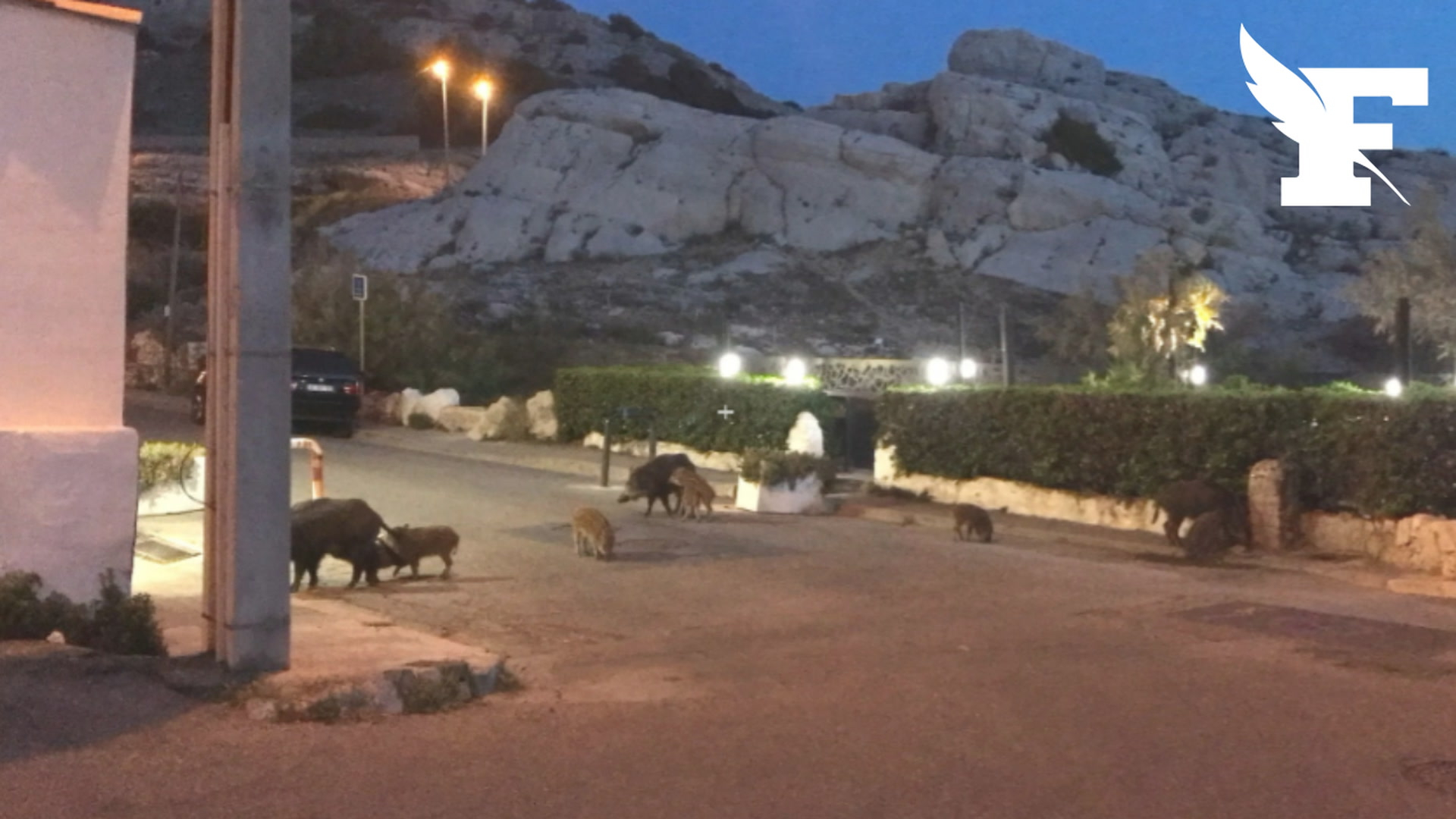 Marseille les calanques touchée par une invasion de sangliers agressifs