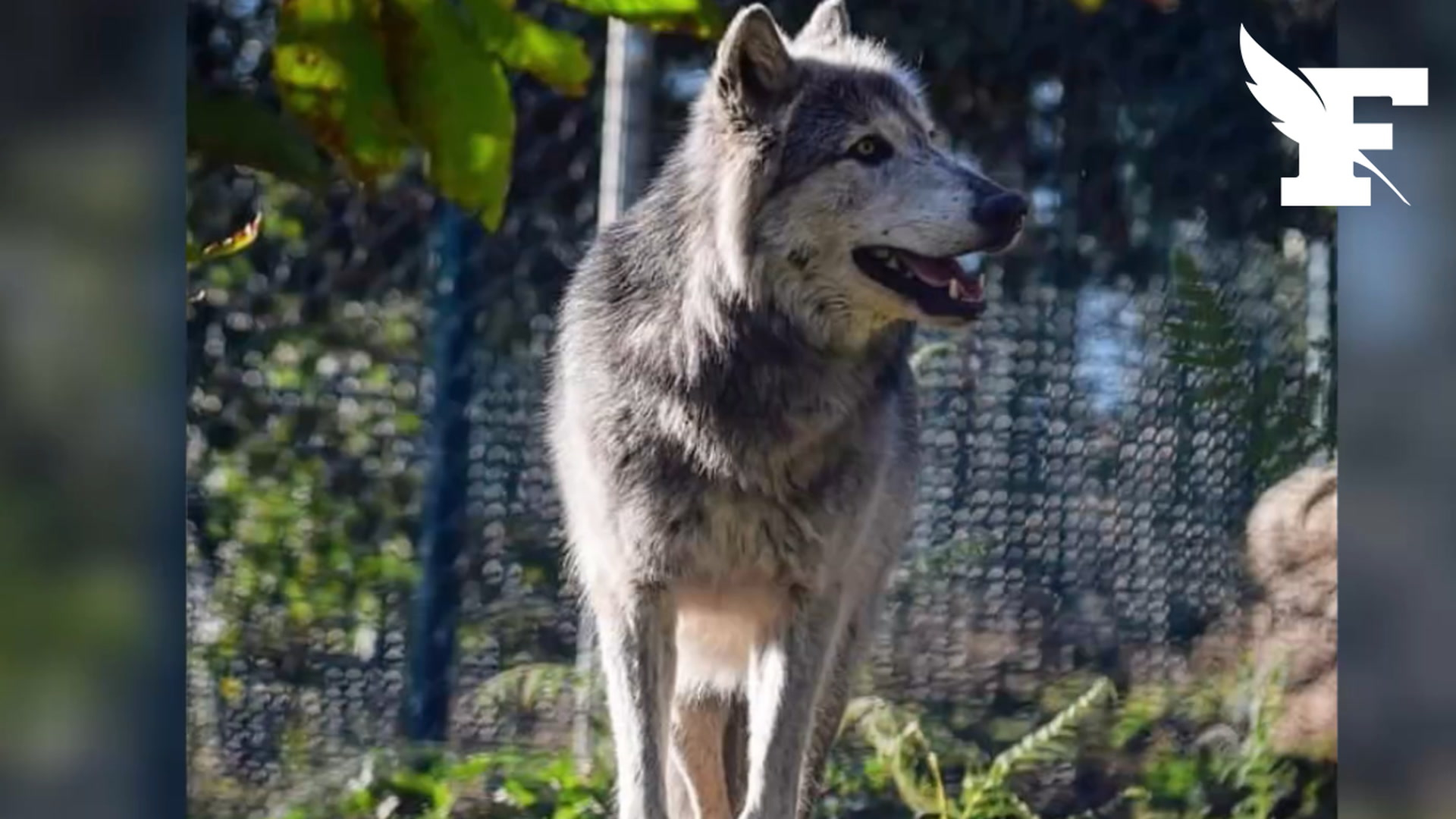 Tarn: une centaine d'animaux livrés à eux-mêmes depuis la fermeture d'un zoo en 2021