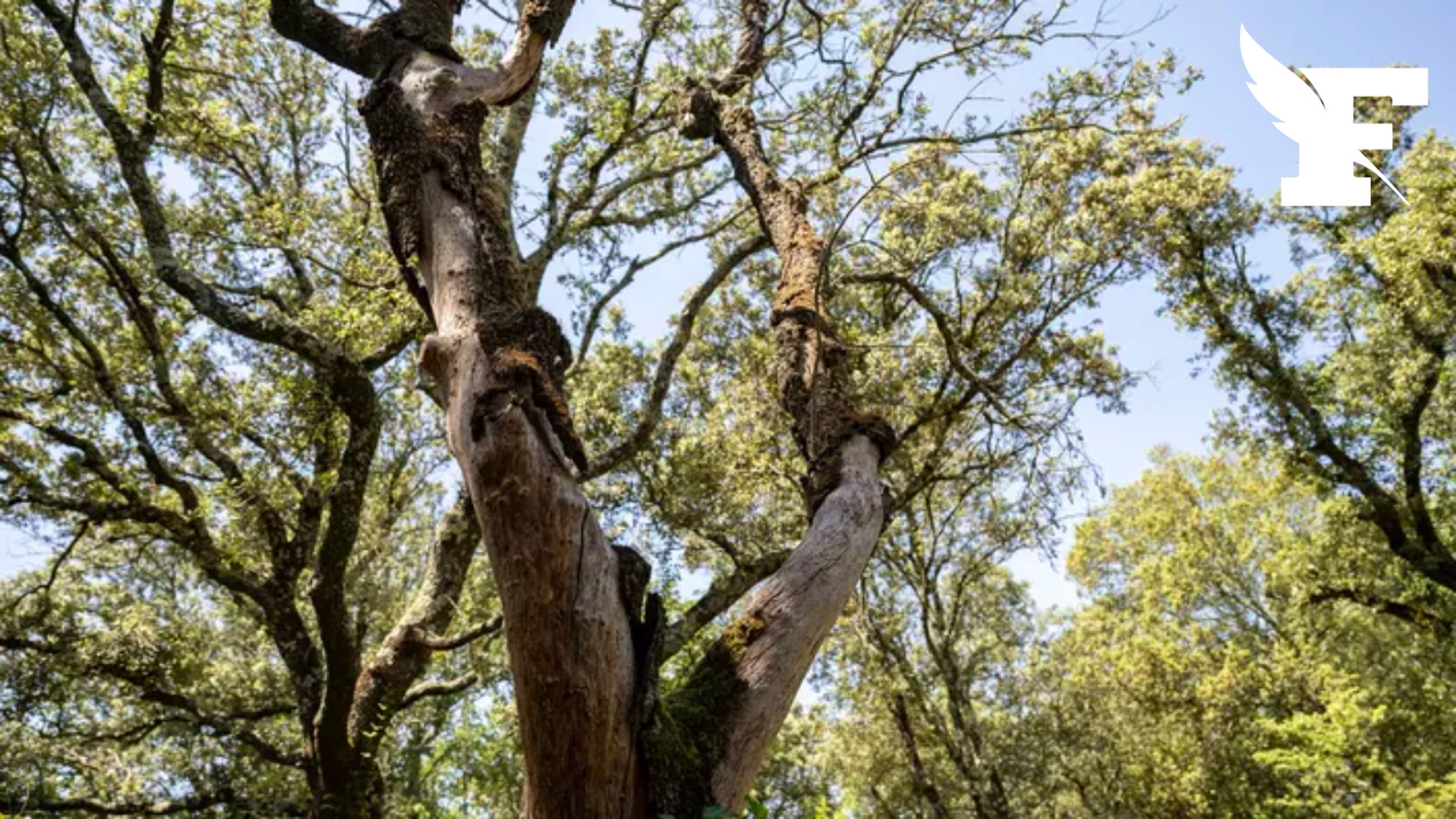 Un ancien chêne de la forêt de Sherwood qui aurait servi d'abri au légendaire Robin des Bois serait mort