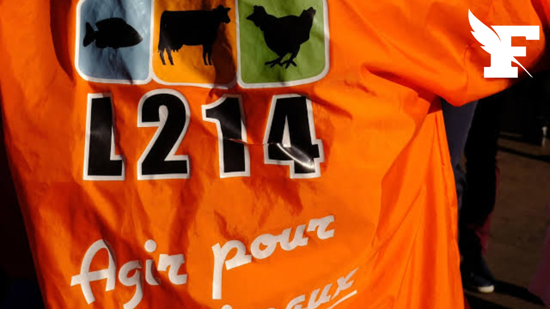 Une plainte de L214 est déposée contre l'abattoir de Perpignan pour cruauté et sévices graves