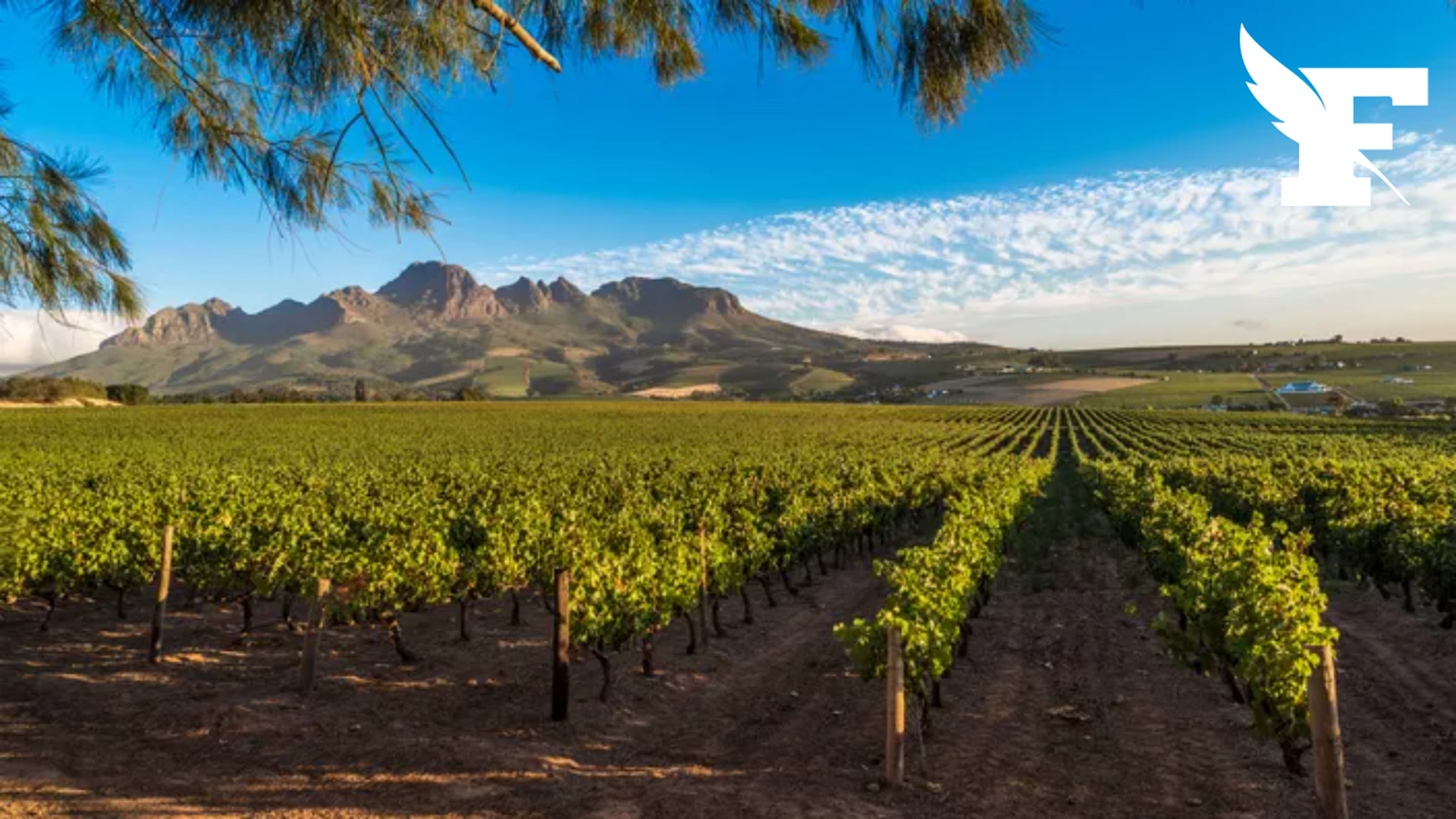Les viticulteurs français crient leur colère contre une subvention européenne pour la «croissance inclusive» de la filière vin sud-africaine