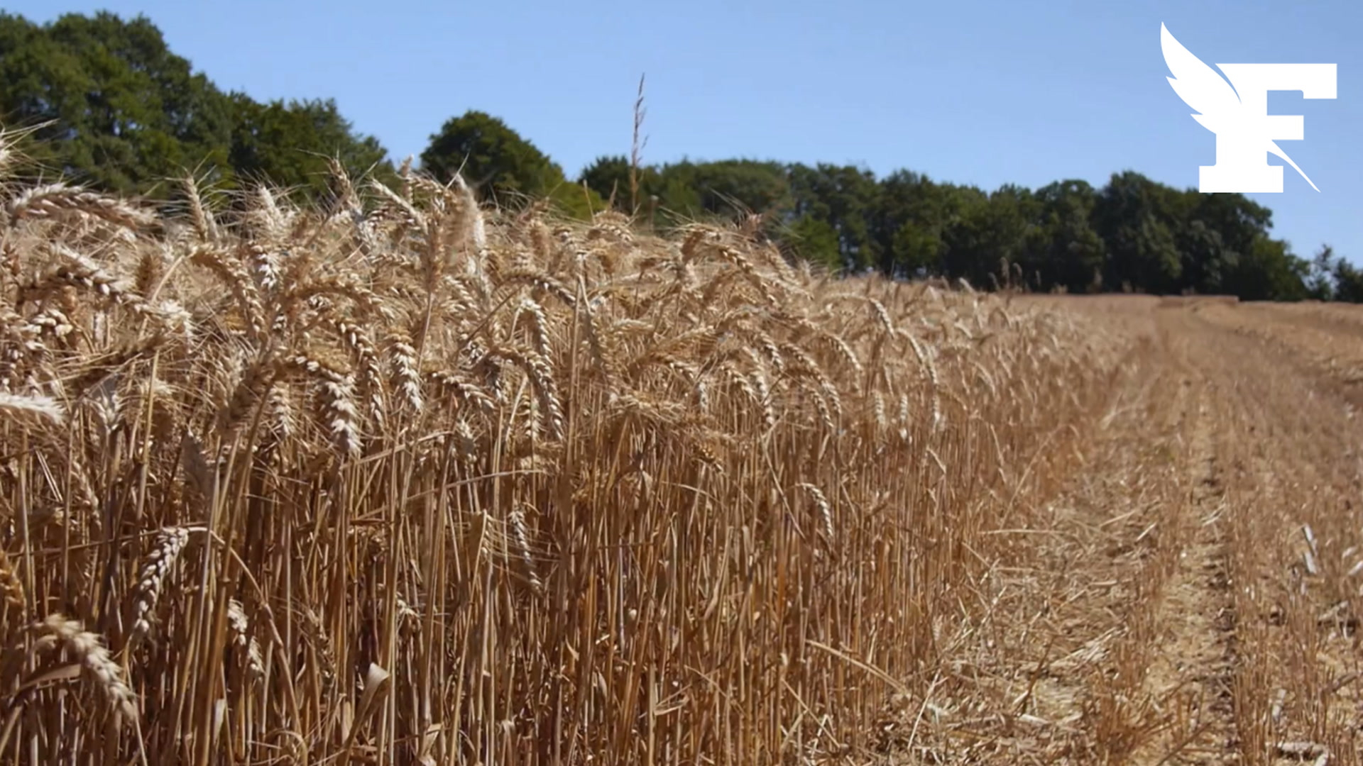 Le Conseil Constitutionnel censure près d’un tiers des articles de la loi d’orientation agricole
