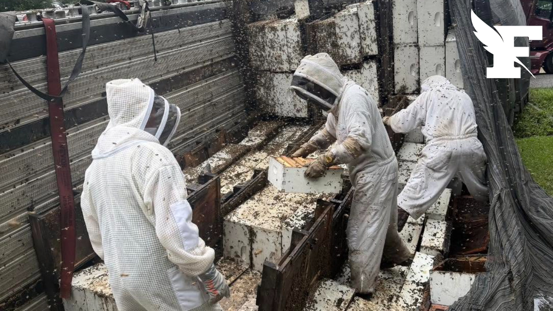 Deux millions d'abeilles s'échappent de leurs ruches après que le camion les transportant se renverse