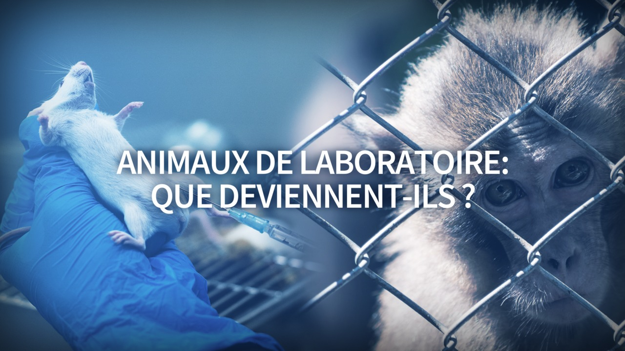 Que deviennent les animaux de laboratoire après les expériences