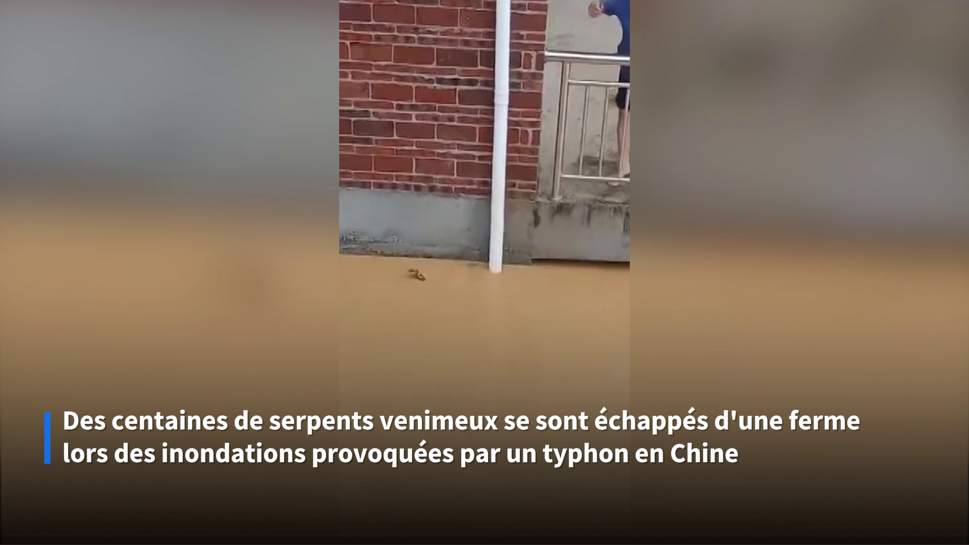 Chine: les images des centaines de serpents venimeux échappés de leur ferme après les inondations