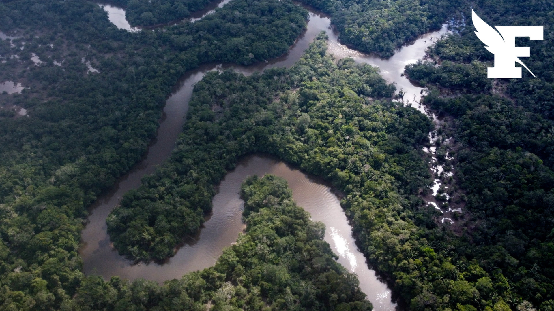 «18 terrains de football par minute» : la déforestation des forêts tropicales à un niveau record depuis 20 ans