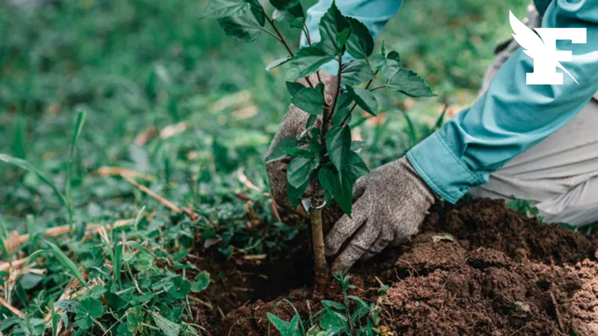 Groupama lance son opération «Plantez des milliers», qui vous permet de commander gratuitement des plants d'arbres
