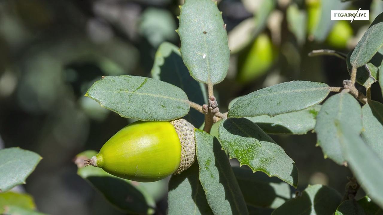 Histoire de plantes: faux café et vrais glands