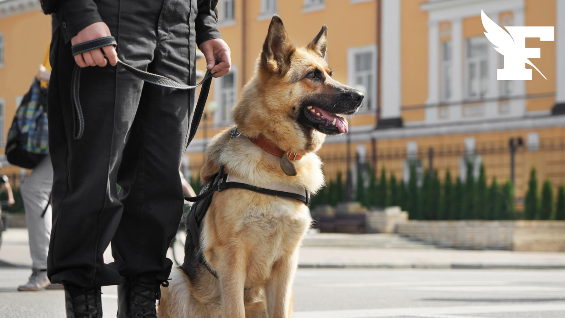 Marseille: un commissariat attaqué, l’un des assaillants mordu aux fesses par un chien policier