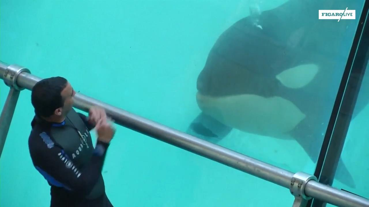 Des chercheurs ont réussi à faire parler une orque du Marineland d'Antibes