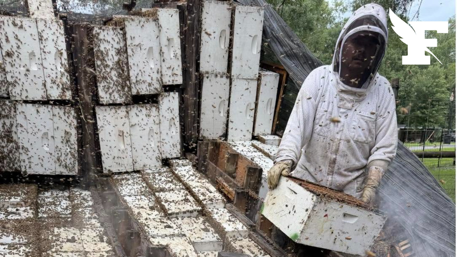 Les images des millions d'abeilles s'échappant de leurs ruches après un accident de la route