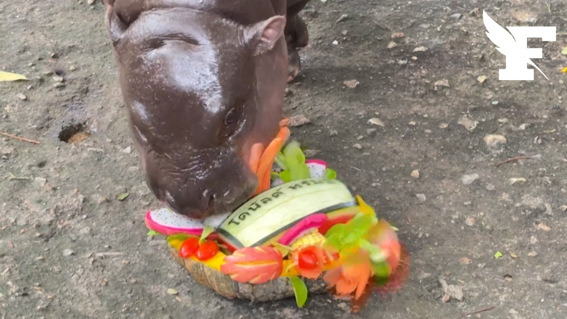 Présidentielle américaine : le bébé hippopotame le plus célèbre de Thaïlande donne son pronostic...en mangeant une coupe de fruits