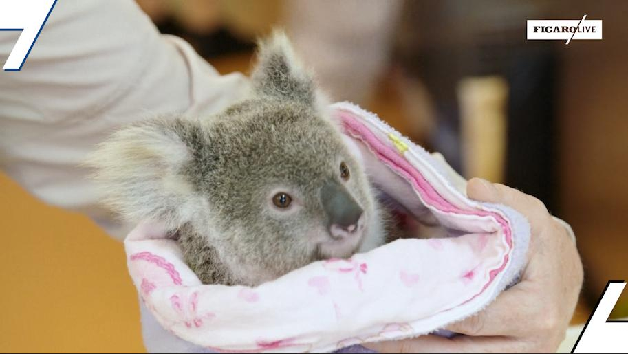 Le koala câline les arbres pour mieux se rafraîchir