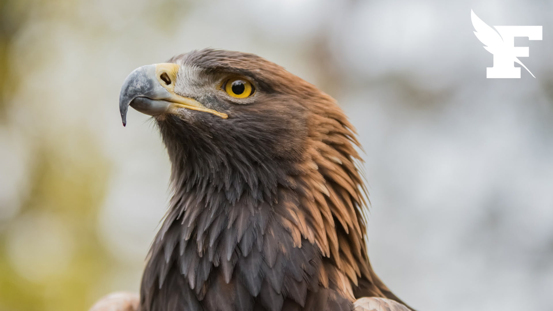Un parapentiste attaqué en plein vol par un aigle royal en Savoie